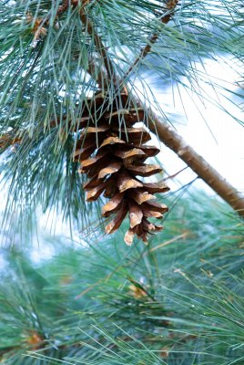 Pinus peuce - borovice rumelská - šiška